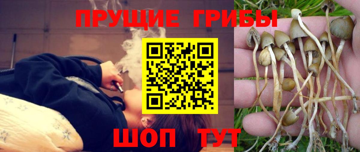 Галлюциногенные грибы Cubensis Родники